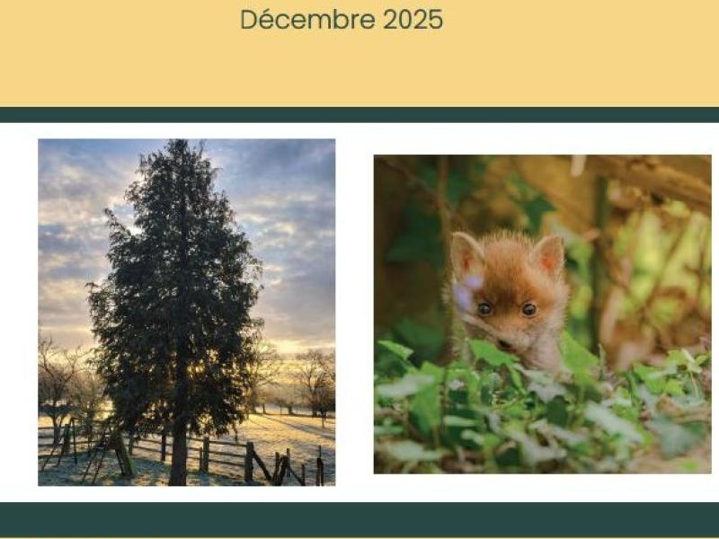 Bulletins municipaux